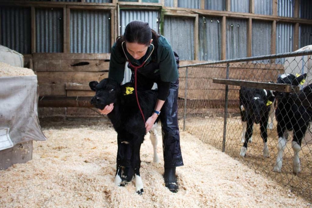 Calf Disbudding Treatment - New Plymouth Vet Group