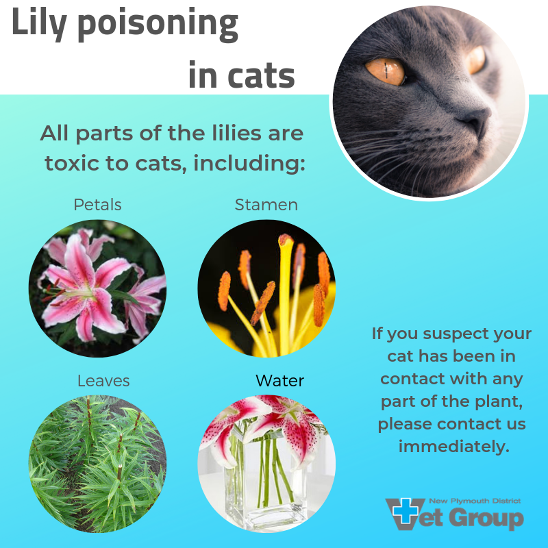 are peace lilies dangerous for cats