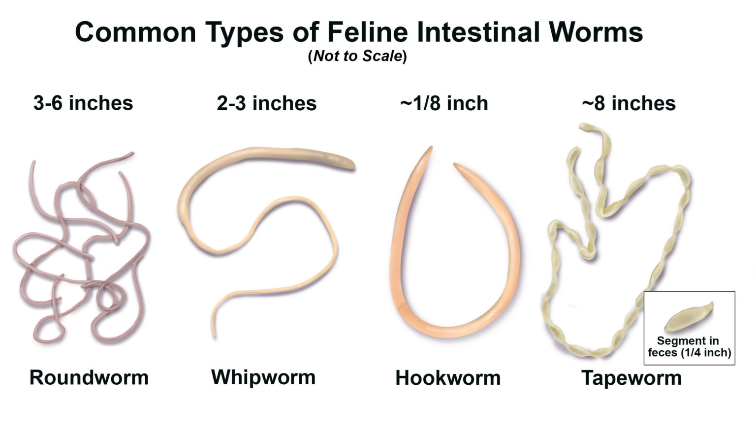 Common Types Of Intestinal Worms 1536x878 