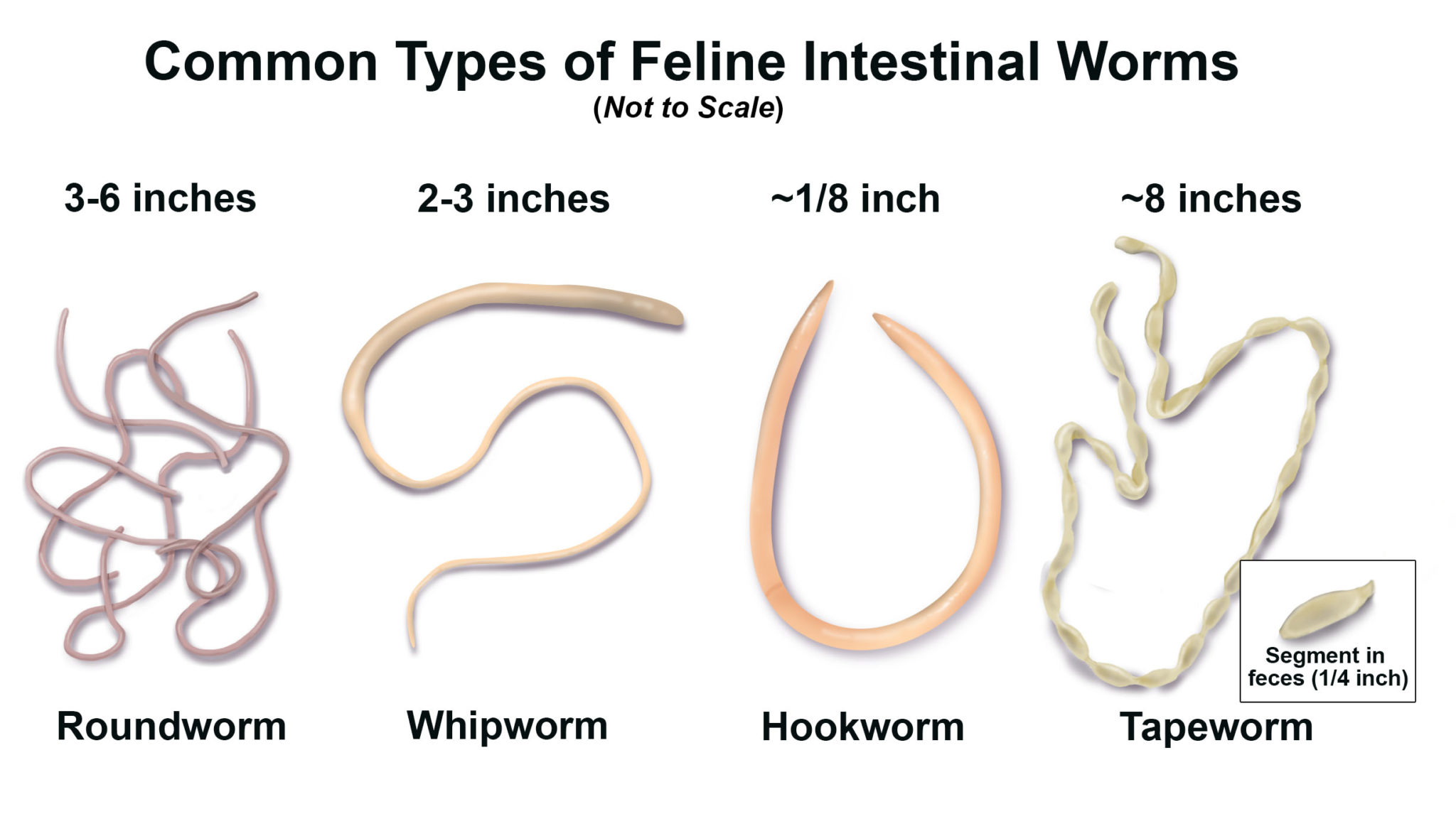 tapeworm segments in human stool