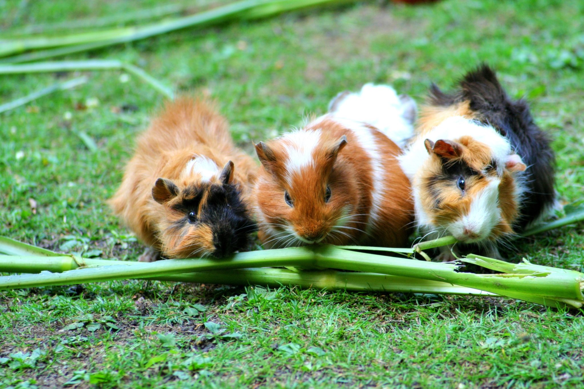 do guinea pigs